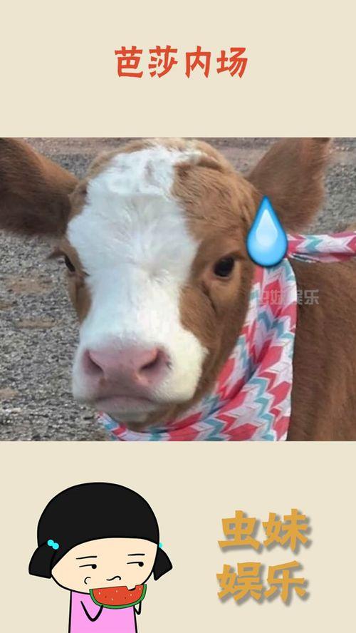 抖音吃瓜娱乐是真的吗,揭秘网络热点的真假面纱